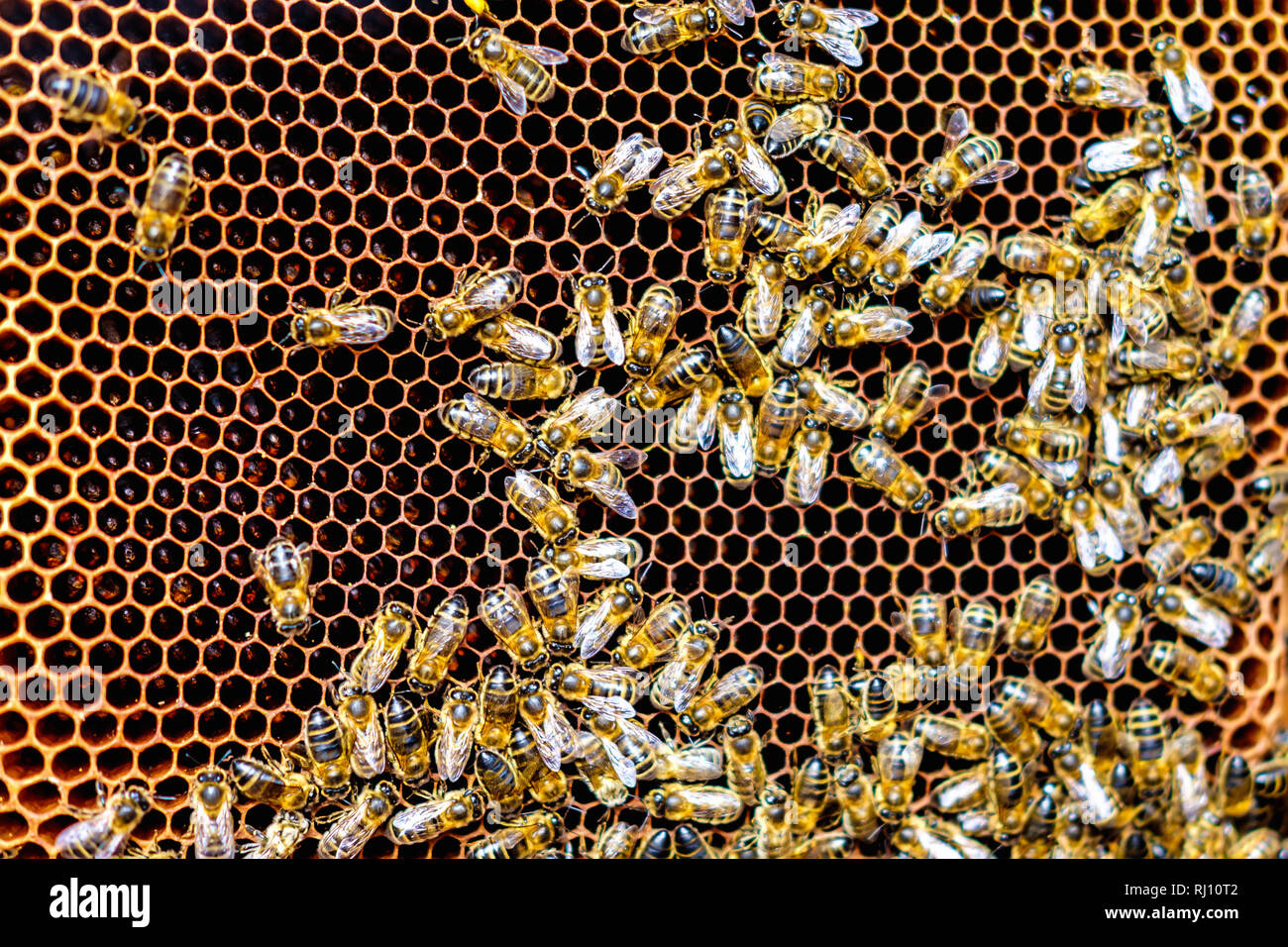 Schwarm von Bienen auf wabe Frames in Bienenhaus Stockfoto
