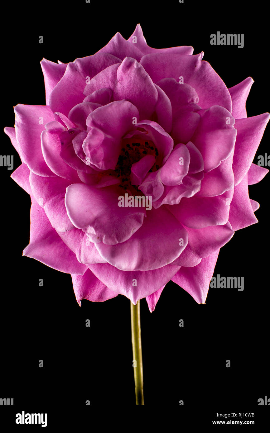 rosa rose Makro Stockfoto