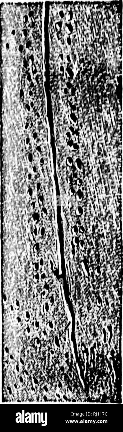 . North American Geologie und Paläontologie für die Verwendung von Laien, Studenten und Wissenschaftler [microform]. Paläontologie; Paläontologie; Geologie; Paléontologie; Paléontologie; Géologie. , Pal. N.Y., Band 7,. Hat anscheinend Glatt gedrückt wurde. Typ S. septemnotatus. alternans, Owen, 1852, Jour. Geo. Soc, Vol.8, Pi. 14, Potsdam Gr. latus, Owen, 1852, Jour. Geo. Soc, Vol.8, Pi. 11, Potsdam Gr. Lineatus, Owen, 1852, Jour. Geo. Soc., Vol. 8, Pi. 13, Potsdam Gr. logananus. Marsh, 1869, Standort. Jour. Sci. und Kunst, 2d-ser., Vol. 48, Potsdam Gr. multinotatus, Owen, 1852, Jour. Geo. Soc, Vol.8, Pi. 12, Po Stockfoto