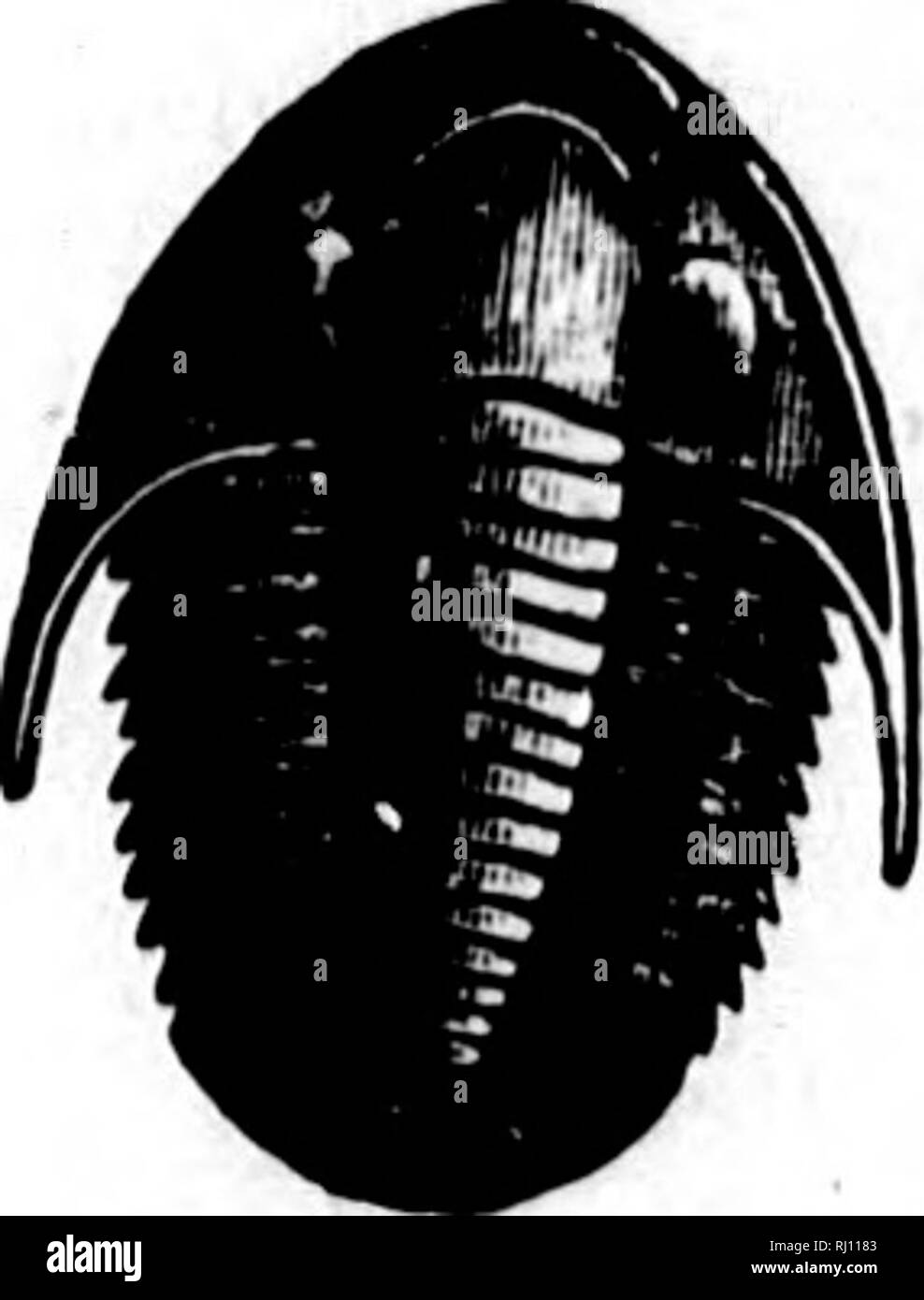 . North American Geologie und Paläontologie für die Verwendung von Laien, Studenten und Wissenschaftler [microform]. Paläontologie; Paläontologie; Geologie; Paléontologie; Paléontologie; Géologie. m 2 Krebstiere. PKO.]. Fio. 101 ". - Proe Whirlpool alarlcus. Gelappt, segmentiert, halbrunde; Achse vefy konvex, kurz. Typ S. cuvieri. alaricus, Billings, 1 S60, Can. Nat. und Geo., Bd. 5, S. 68, Hud. Riv. Gr. aniznstifrons, Halle, 1862, 15 Rep.-N.Y. St. Mus. Nat. Hist., S. 70, Schoharie Grit. auriculalus, siehe Phillipsia auriculatus. canaliculatus, Halle, 1862, New York, St. 15 Rep. Mus. Nat. Hist., S. 73, oben. Statt. Gr. clarus Stockfoto