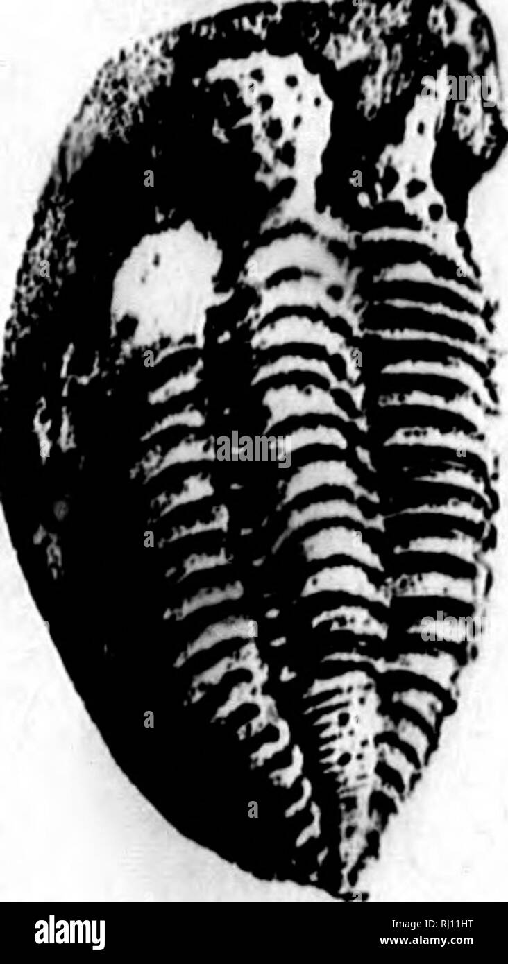 . North American Geologie und Paläontologie für die Verwendung von Laien, Studenten und Wissenschaftler [microform]. Paläontologie; Paläontologie; Geologie; Paléontologie; Paléontologie; Géologie. (Innere Ränder für flmbrin liegen. Typ li. Schote. rHpsella. Hall, 1888, Pal. N.Y., Bd. 7, S. 181, Schinken. Gr. giiKiua, Beucher, 1884, Hep. Pa. in der Geo. Sur. PPP, S. 13, Chemung Gr. Böse "olamut rotundahu, Kominger, 8 yn. für fUthyuriscua howelli. spinom, Rominger, Hyn. für Ohnioidea HpinMBus. Es (itiNUKUH, Kmmrich, 1845, NeiieH Jahrb. w. Mineral, s. 42. [Etv. de, Präfix; krino, parted; Oura, Schwanz.] Cephalen schild Hemiel Stockfoto