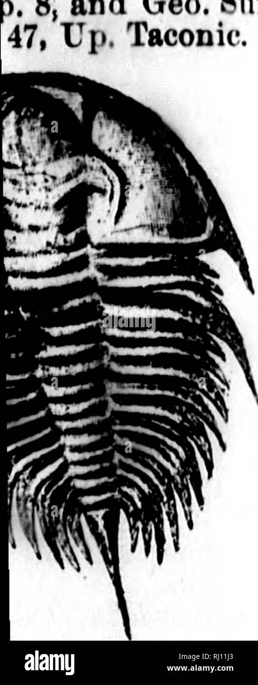 . North American Geologie und Paläontologie für die Verwendung von Laien, Studenten und Wissenschaftler [microform]. Paläontologie; Paläontologie; Geologie; Paléontologie; Paléontologie; Géologie. KMli.-- BI-S.] Krebstiere. 547. (Innere Ränder für flmbrin liegen. Typ li. Schote. rHpsella. Hall, 1888, Pal. N.Y., Bd. 7, S. 181, Schinken. Gr. giiKiua, Beucher, 1884, Hep. Pa. in der Geo. Sur. PPP, S. 13, Chemung Gr. Böse "olamut rotundahu, Kominger, 8 yn. für fUthyuriscua howelli. spinom, Rominger, Hyn. für Ohnioidea HpinMBus. Es (itiNUKUH, Kmmrich, 1845, NeiieH Jahrb. w. Mineral, s. 42. [Etv. de, Präfix; krino, parted; Oura Stockfoto