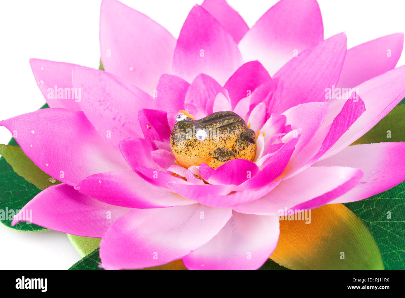 Pink Lotus Blume und Frosch in es isoliert auf weißem Hintergrund. Stockfoto