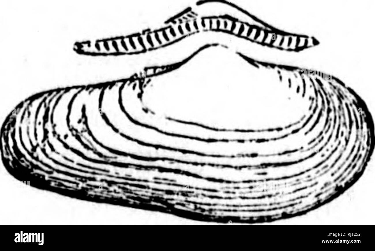 . North American Geologie und Paläontologie für die Verwendung von Laien, Studenten und Wissenschaftler [microform]. Paläontologie; Paläontologie; Geologie; Paléontologie; Paléontologie; Géologie. TEr&lt;.-VAN.] LAMELLIBRANCHIA TA. 516 rl. Die richtigen liiuitl (Ctenodonta ein -. 1, S. 221, Que ungustata, Halle, 1860, Can. Nat. und Geo., Bd. 5, S. 152, Hoch. Sil. aatartiformis, Halfter, 1859, (Ctenodonta astartseforraia,) Can. Org. Rem., Jahrzehnt 1, S. 39, Schwarz Riv. Gr. Attenuata. Hall, 1860, Can. Nat. und Geo., Bd. 5, S. 151, Hoch. Silur, Cingulata, Ulricli 1879 Jour. Cin. Soc. Nat. Hist., Bd. 2, S. 23, Hud. Stockfoto