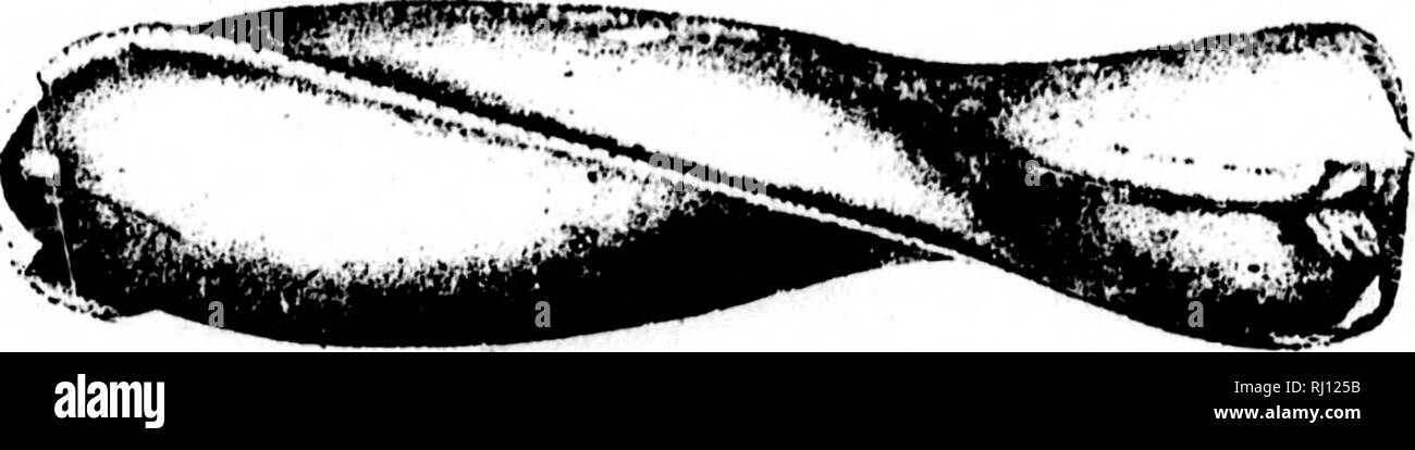 . North American Geologie und Paläontologie für die Verwendung von Laien, Studenten und Wissenschaftler [microform]. Paläontologie; Paläontologie; Geologie; PalÃ © Ontologie; Ontologie; PalÃ©GÃ©ologie. 614 LAMELLIBRANCHIA TA. [SPI. âTl, l'BubtortuosuB, Halle, 1870, (Sanguinolites subtortuosuf,) Prelim. Nicht. Lam. Shelln, S. 41, und Pal. N.Y., Bd. 5, S. 397, Schinken. 6 r. telamon. Halle, 1885, Pal. N.Y., Bd. 5, S. 406, Waverly. Gr. truncatuB, Conrad, 1842, (CypricarditeB truncatus,) Jour. Acad. Nat. 8 ci., Bd. 8, S. 244, Schinken. Cir. undatus. Halle, 1886, Pal. N.Y., Bd. 5, S. 506, Chemung oder. valvulus, Halle, 1870, (Sa Stockfoto
