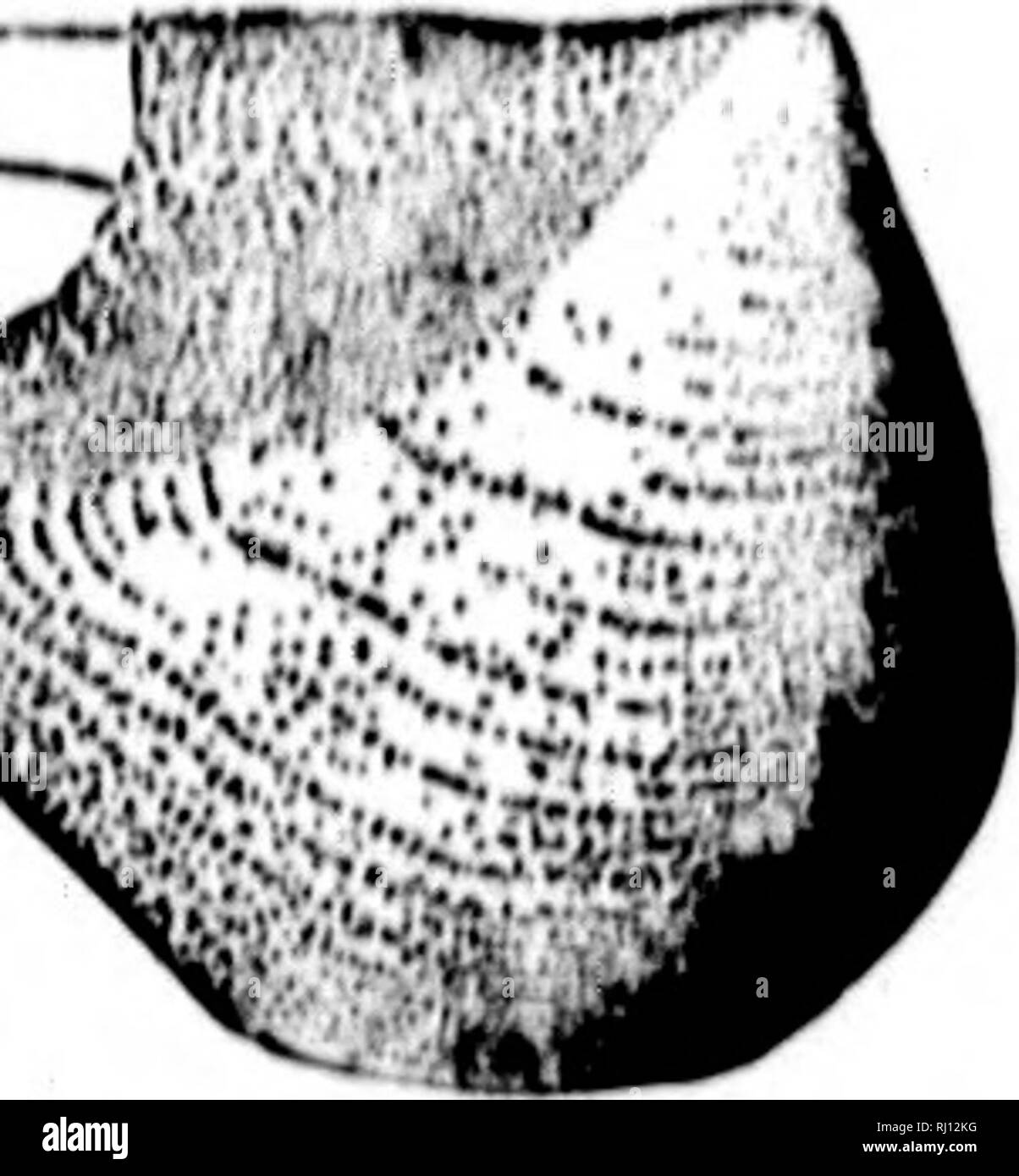 . North American Geologie und Paläontologie für die Verwendung von Laien, Studenten und Wissenschaftler [microform]. Paläontologie; Paläontologie; Geologie; Paléontologie; Paléontologie; Géologie. MVT.] l. AMEI. l. IBRANCHIATA. 40 K. Hngulata, sanftmütig k Worthen, 18 (10, Proc. Acad. Nat. Sci. IMill., S. 455, Ami lieo. 8 ur. Iii., Bd. 2, S. 300, KaskuHkia Ur. upachesi, Marcoii, 1858, Geol. Wert Amerieai p* 44, SuboarhoniferouH. iivlculoid"'H, Mi-ok&amp; llajrden, 1 Uhr 60, Proc. Acad. Nat. 8 ci. Phil., S. 184, und Pal. Nach oben. Mo., S. 51, Perm, Gr. iiiiailoide $, Wiochell, nee M, Rara. concava, P", hIIow, 1858, (Mytilu Stockfoto