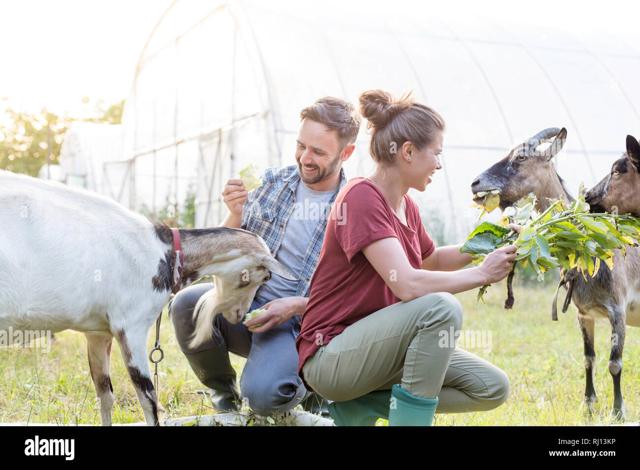 Der Mann und die Frau das Füttern von Ziegen auf Gras auf der Farm Stockfoto