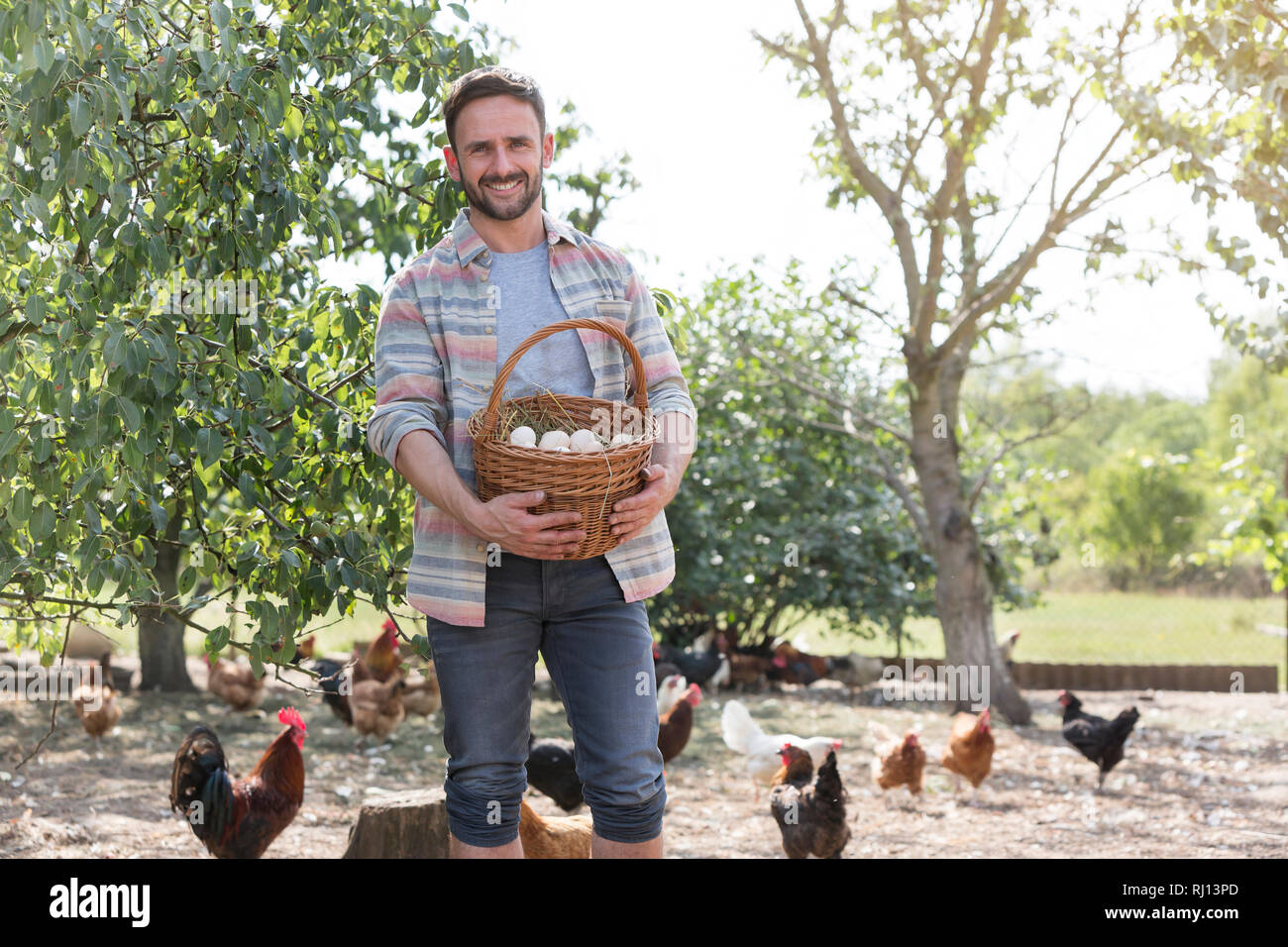 Mann hält Eier im Korb mit Hühnern im Hintergrund auf der Farm Stockfoto