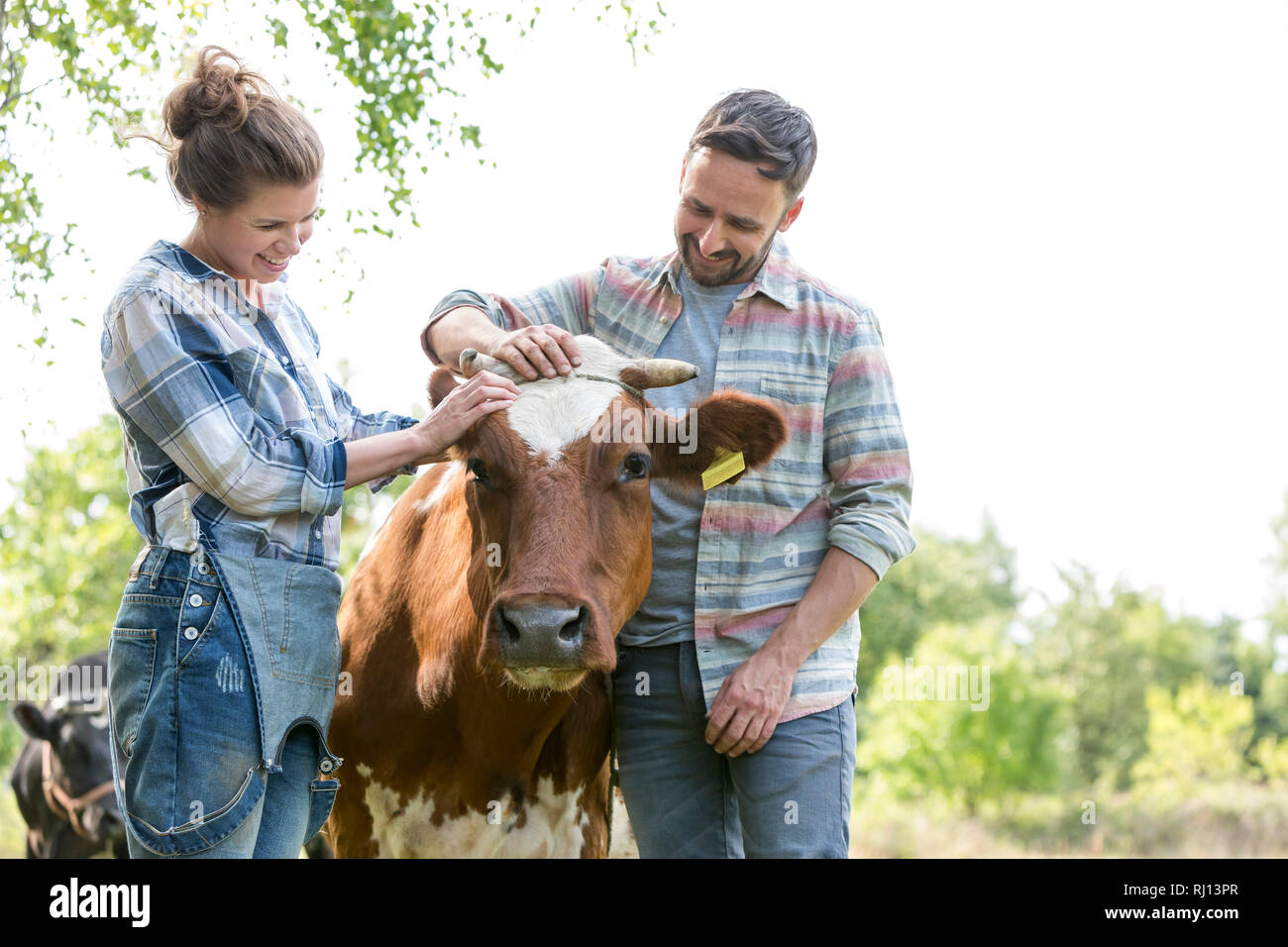 Lächeln, Mann und Frau, die mit Kuh auf dem Bauernhof Stockfoto