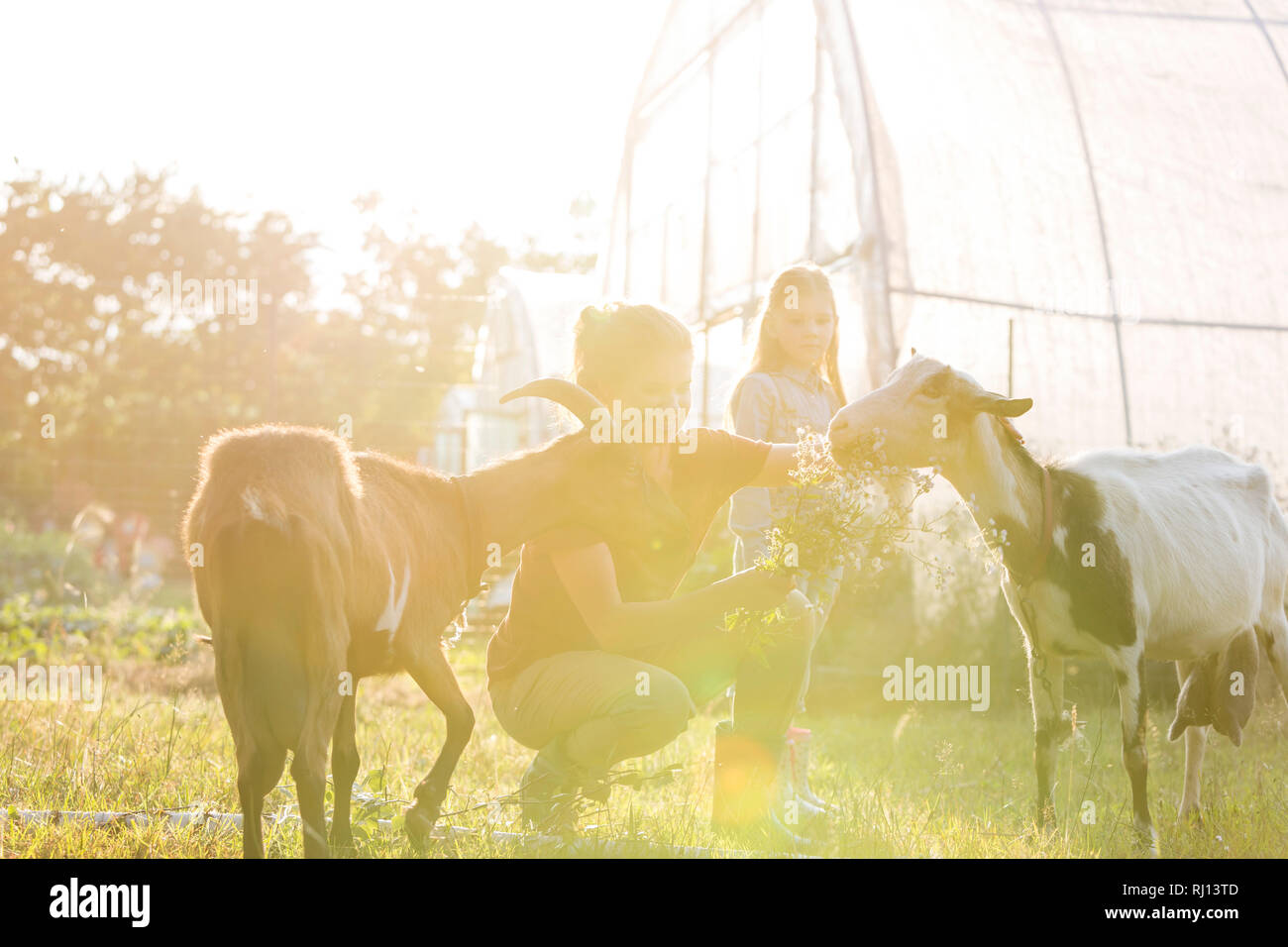 Tochter Mutter Füttern von Ziegen auf der Farm an einem sonnigen Tag auf der Suche Stockfoto