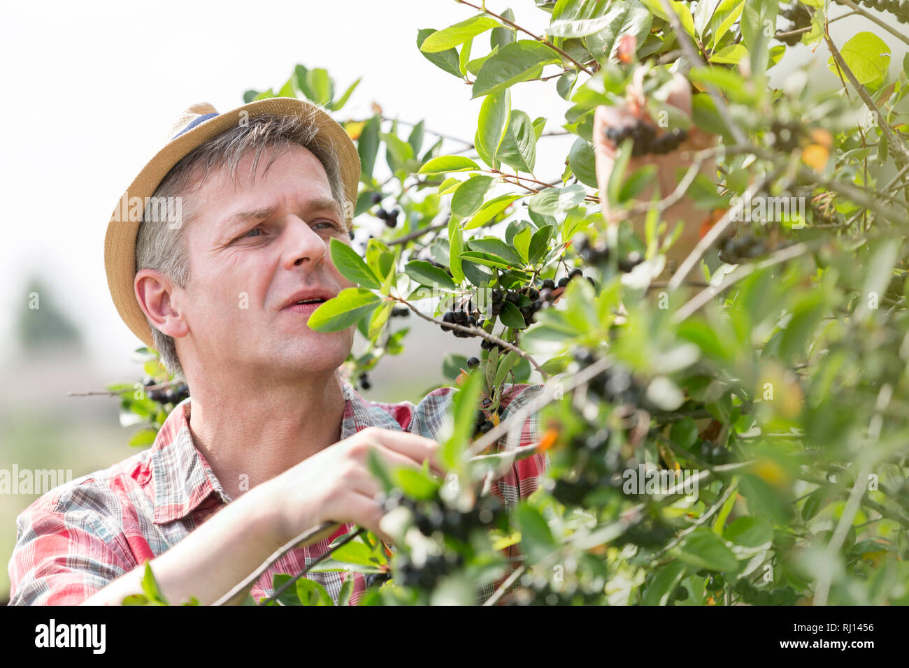 Reifen Landwirt mit Hut Beeren am Bauernhof Stockfoto