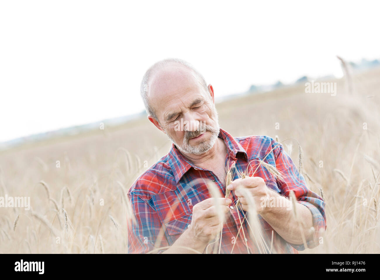 In der Nähe von älteren Landwirt Weizen Prüfung am Bauernhof Stockfoto