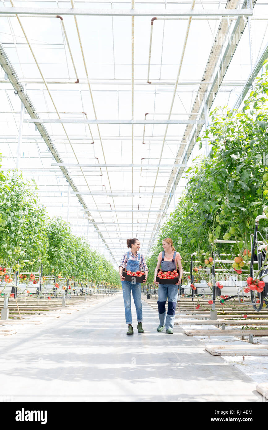 Mitarbeiter mit Tomaten in Kiste walking im Gewächshaus Stockfoto