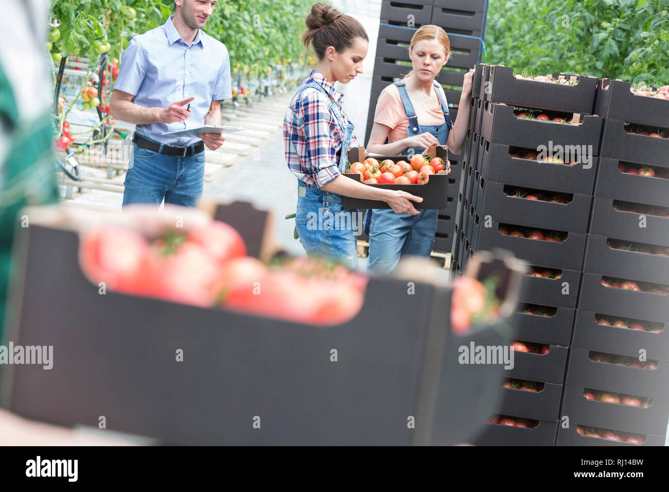 Supervisor prüft Bauern stapeln Tomaten im Gewächshaus Stockfoto