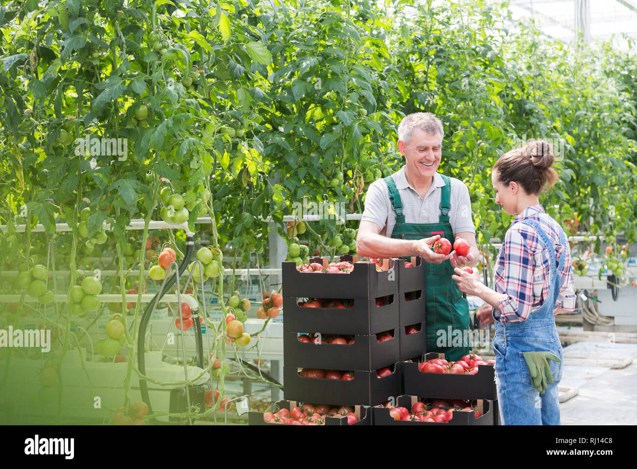 Die Landwirte Prüfung Bio Tomaten von Pflanzen im Gewächshaus Stockfoto