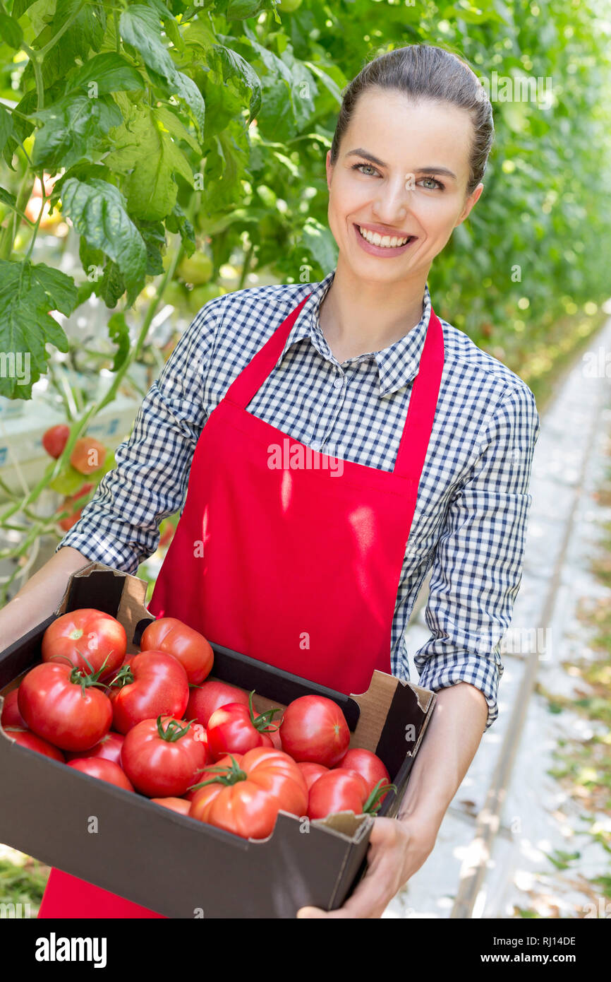 Portrait von lächelnden Landwirt mit Tomaten in Kiste im Gewächshaus Stockfoto