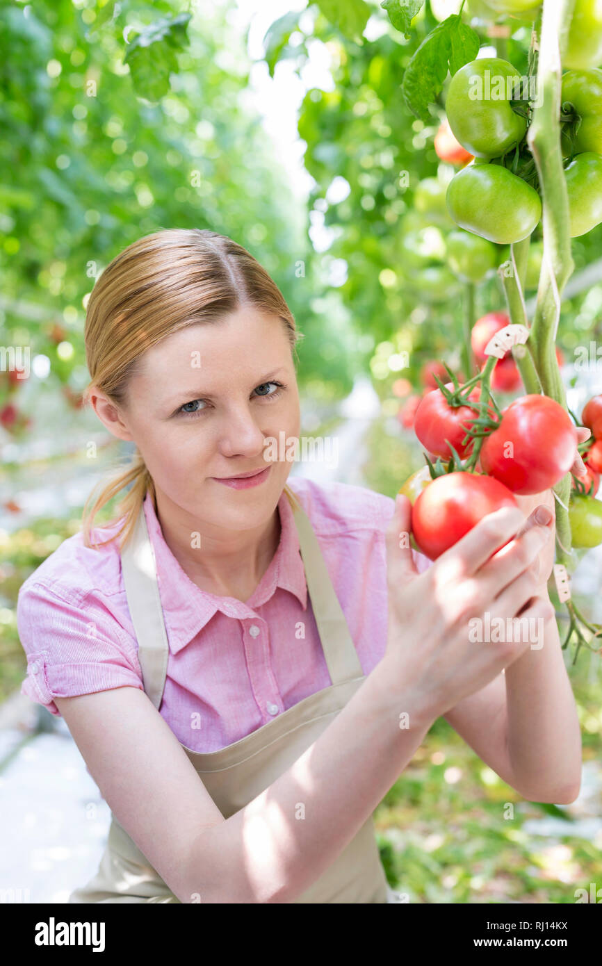 Portrait von lächelnden Gärtner holding Bio Tomaten im Gewächshaus Stockfoto