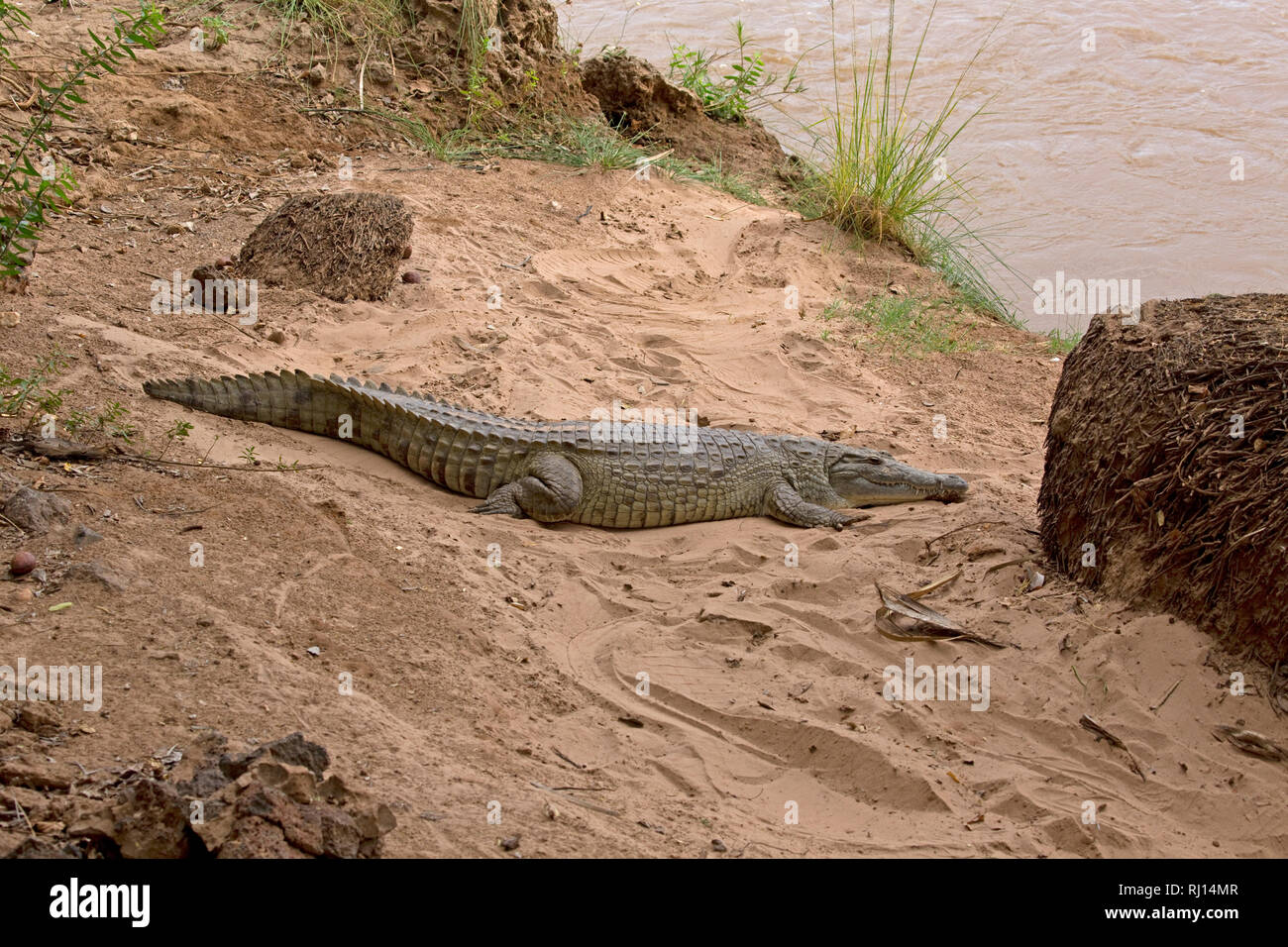 Ein nilkrokodil Crocodylus niloticus, ruht auf Sandbank mit Ewaso Nyiro Flusses, Shaba National Reserve, Kenia Stockfoto