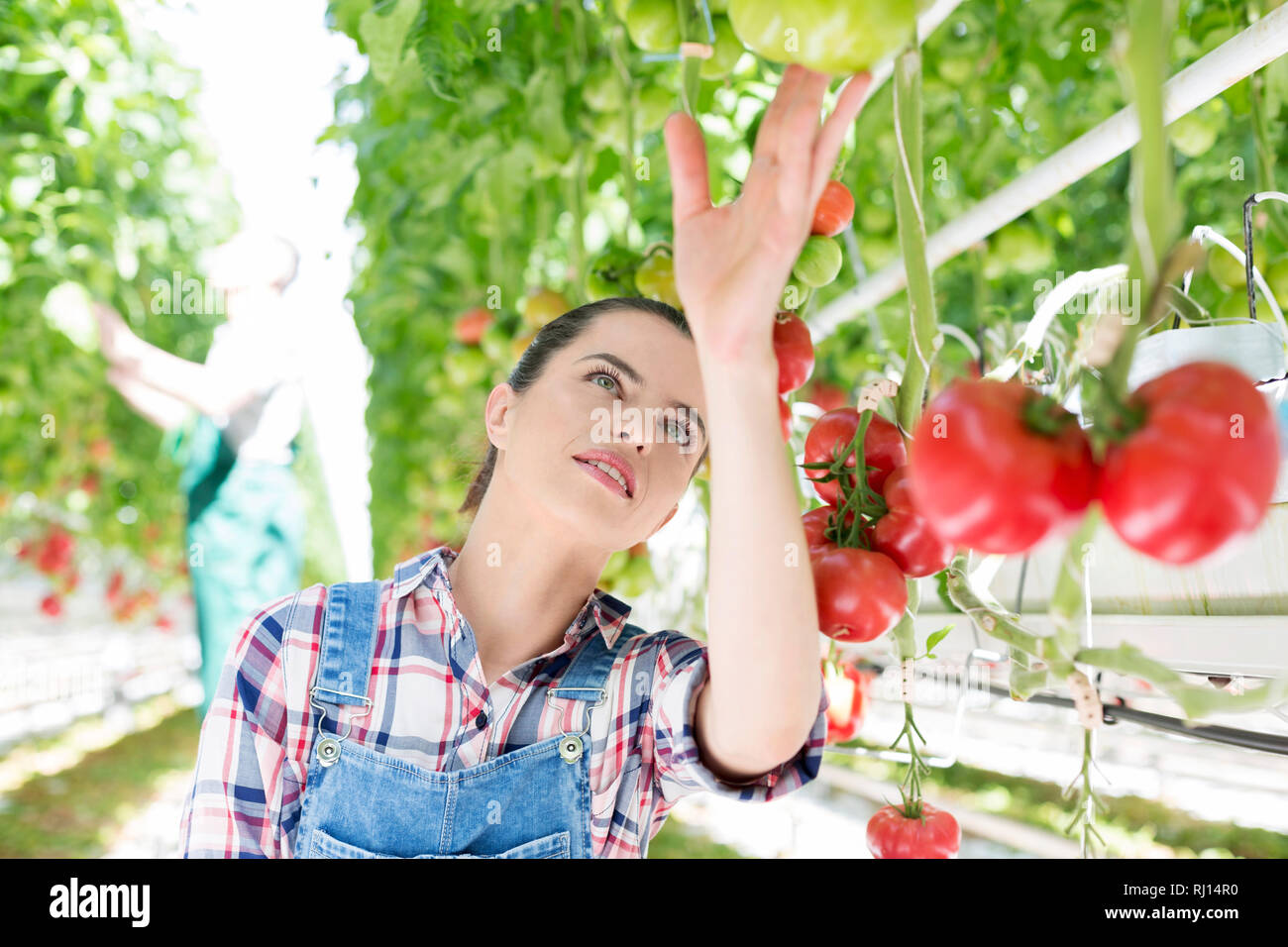 Landwirt Prüfung Bio Tomaten in Farm Stockfoto