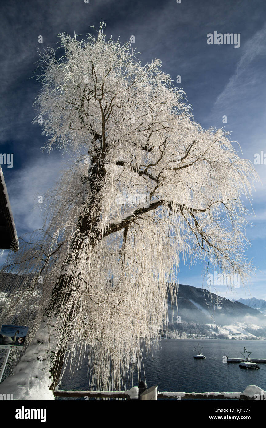 Gefrorenen Baum am See in Österreich, Zell am See Stockfoto