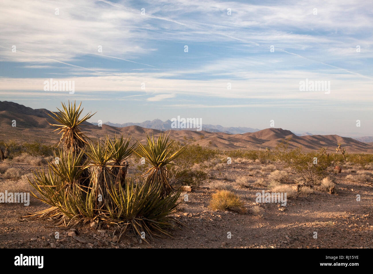 Yucca Pflanze im Grand Canyon Stockfoto