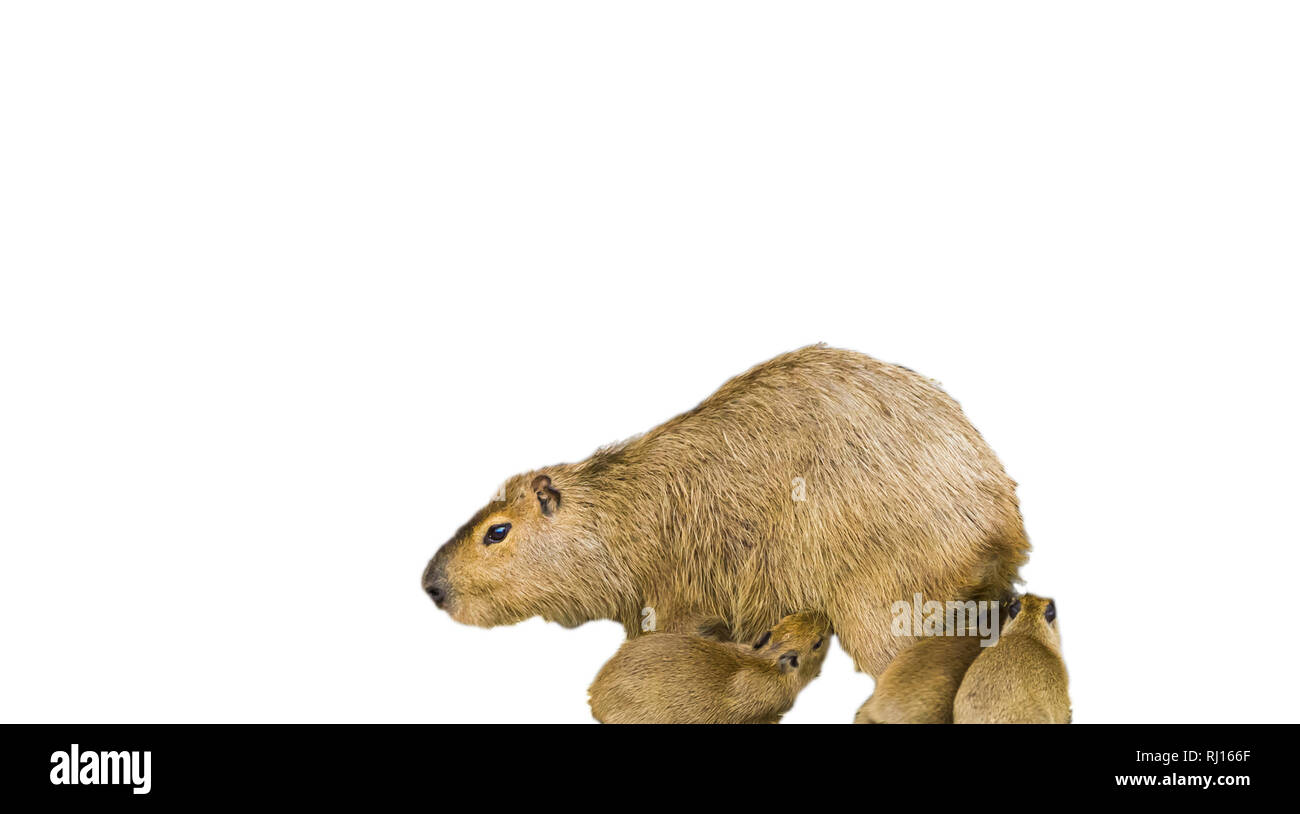Eine Mutter capybara, mit ihrem Baby Welpen auf weißem Hintergrund Stockfoto