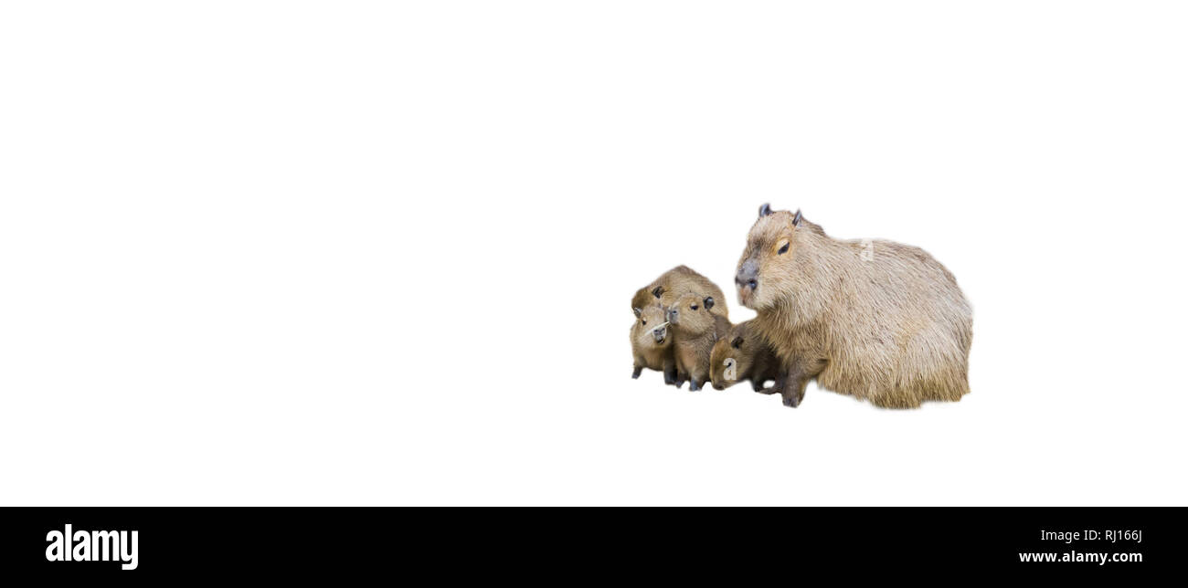 Tierische Familie wasserschwein Wasserschweine, Mutter mit ihrem Baby Welpen, isoliert auf weißem Hintergrund Stockfoto