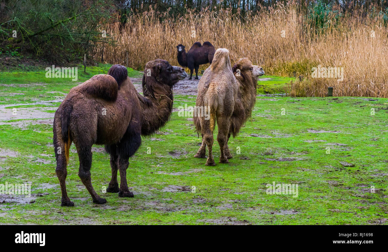 Gruppe der baktrischen Kamele zusammen auf einer Weide, diverse Farben, domestizierte Tiere aus Asien Stockfoto