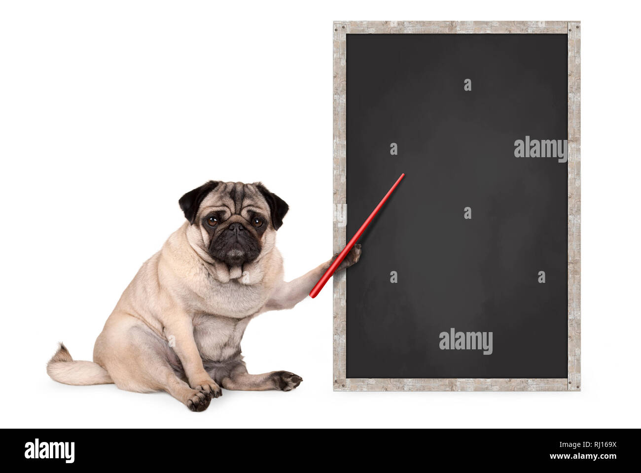 Ernsthafte mops Welpe Hund sitzt neben leeren Tafel anmelden, halten roten Zeiger, auf weißem Hintergrund Stockfoto