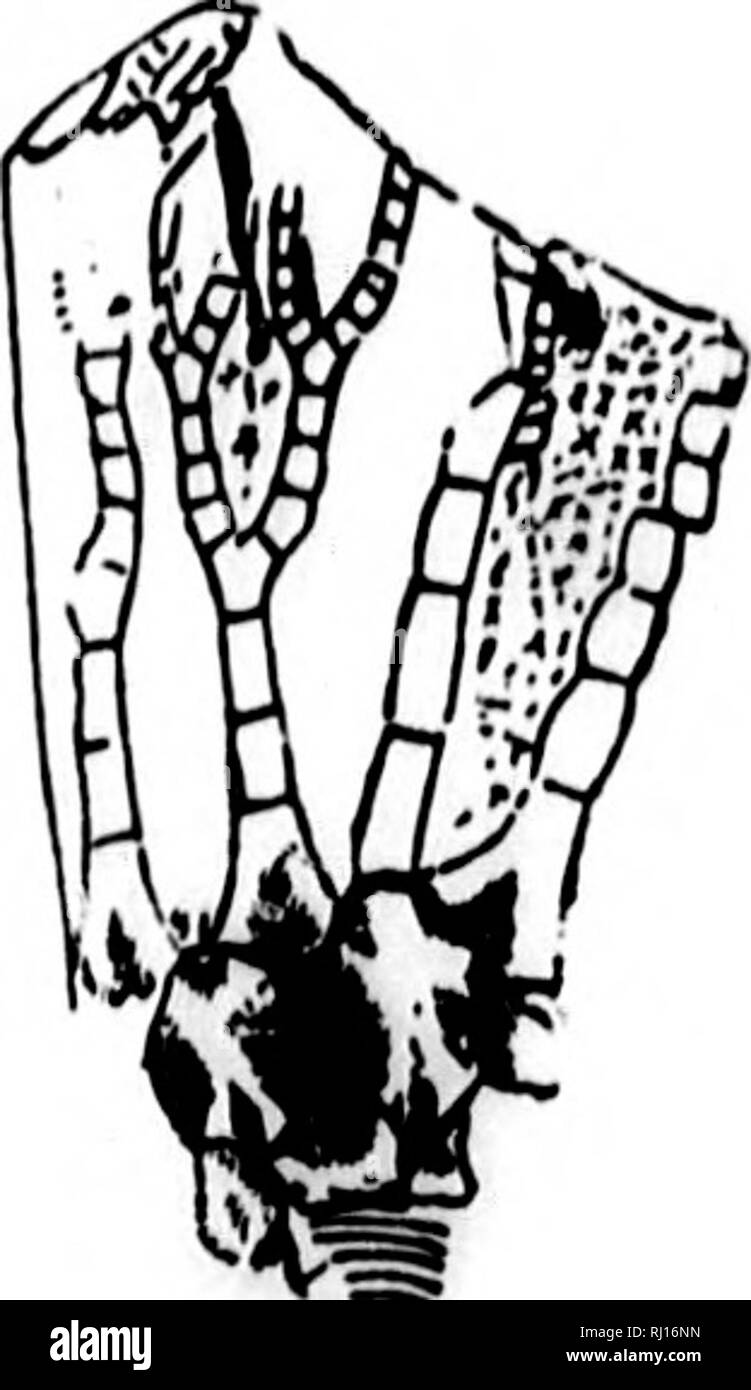 . North American Geologie und Paläontologie für die Verwendung von Laien, Studenten und Wissenschaftler [microform]. Paläontologie; Paläontologie; Geologie; Paléontologie; Paléontologie; Géologie. I P'KJ. 118.- Mhiiffiert Fycnocrl - HUM. Kim. 414 II O&lt;;;;;;;; r I II 11 N slinfTerl. En-largecl 2'. j (Schinken. Kio. 4 ia. Fy"! N o c r 1 • I "yQ. ntiN Hhaf-ferl. Col-iiiiiii Coll-ed Um eine cnluiiiii von Ulypto - (TllltlH.. Viu. Null. - Ketlocri HUH stellarifi. barrisi var. diverKens, Halle, 18 (U, DeMc. Neue Grinsen., S. 9, und Jour. BoBt, Hoc. Nat. IliHt., Bd. 7, S. 322, Noppen-t Gr. • Coxanus, Wortlien, 1882, Bull. Art.Nr. Stockfoto