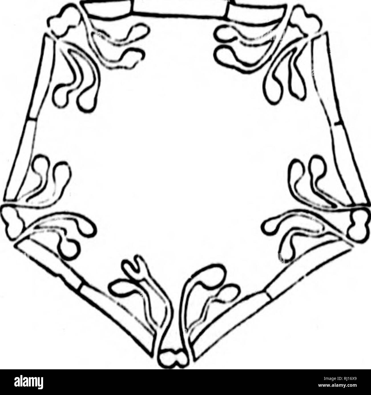 . North American Geologie und Paläontologie für die Verwendung von Laien, Studenten und Wissenschaftler [microform]. Paläontologie; Paläontologie; Geologie; Paléontologie; Paléontologie; Géologie. OKI.-OM.] ECHINODERMA TA. 268 N.Y., S. 114, Prnc. [Etv. Lily.] fast Drailiaia rst eine Spalte Acad. [Ety. .] Kelch versteckt callojjtd adialH 5, für den Erhalt der Grundlagen der schmale, längliche ambulacra und pro-jecting Lippen umspielt ein quinqiiepod; Deltamuskel Platten 6, längliche, bilden drei Viertel der Kelch; eine schmale intercalated Platte, auf der azygous Seite, reicht von der Blende auf die radial und divi Stockfoto