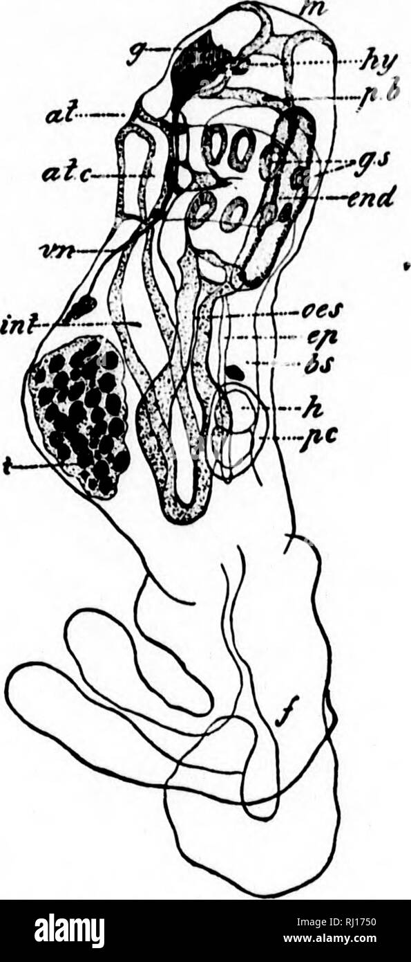 . Amphioxus und die Abstammung der Wirbeltiere [microform]. Wirbeltiere