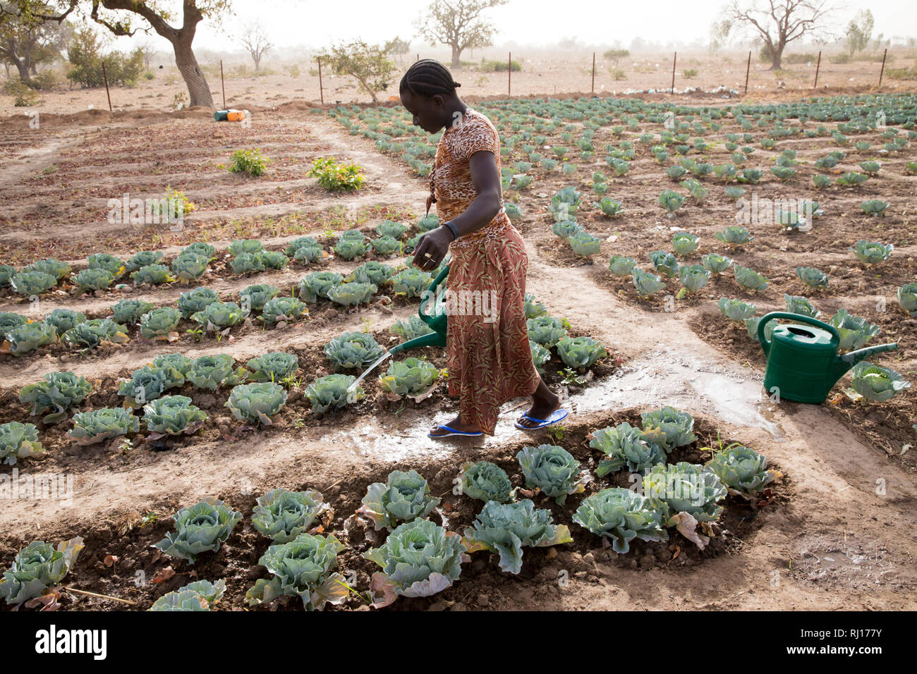 La-toden Dorf, yako Provinz, Burkina Faso. Eine Frau die Bewässerung ihrer Kohl in ihrem Markt Garten. Es besteht jedoch ein Mangel an, da die Brunnen in den Garten gegraben am Ende der letzten Regenzeit und die meisten sind jetzt trocken. Stockfoto