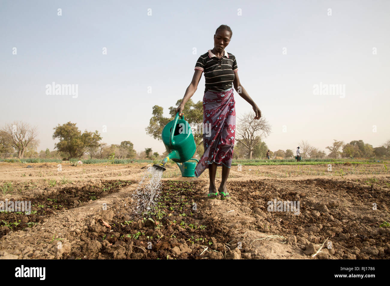 La-toden Dorf, yako Provinz, Burkina Faso. Eine Frau Bewässerung herseedlings in ihrem Markt Garten. Es besteht jedoch ein Mangel an, da die Brunnen in den Garten gegraben am Ende der letzten Regenzeit und die meisten sind jetzt trocken. Stockfoto