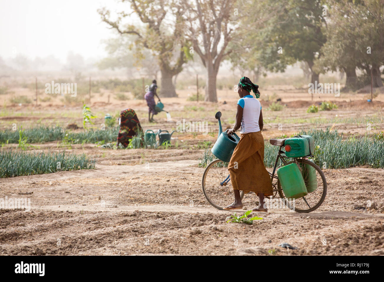 La-toden Dorf, yako Provinz, Burkina Faso. Abzeta Sourgou, 24, Mutter von 2, Tränken ihr Zwiebeln in ihrem Markt Garten. Sie verwendet ein Fahrrad Wasser aus einem Brunnen, die noch Wasser zu Ihrem Grundstück hat zu tragen. Stockfoto