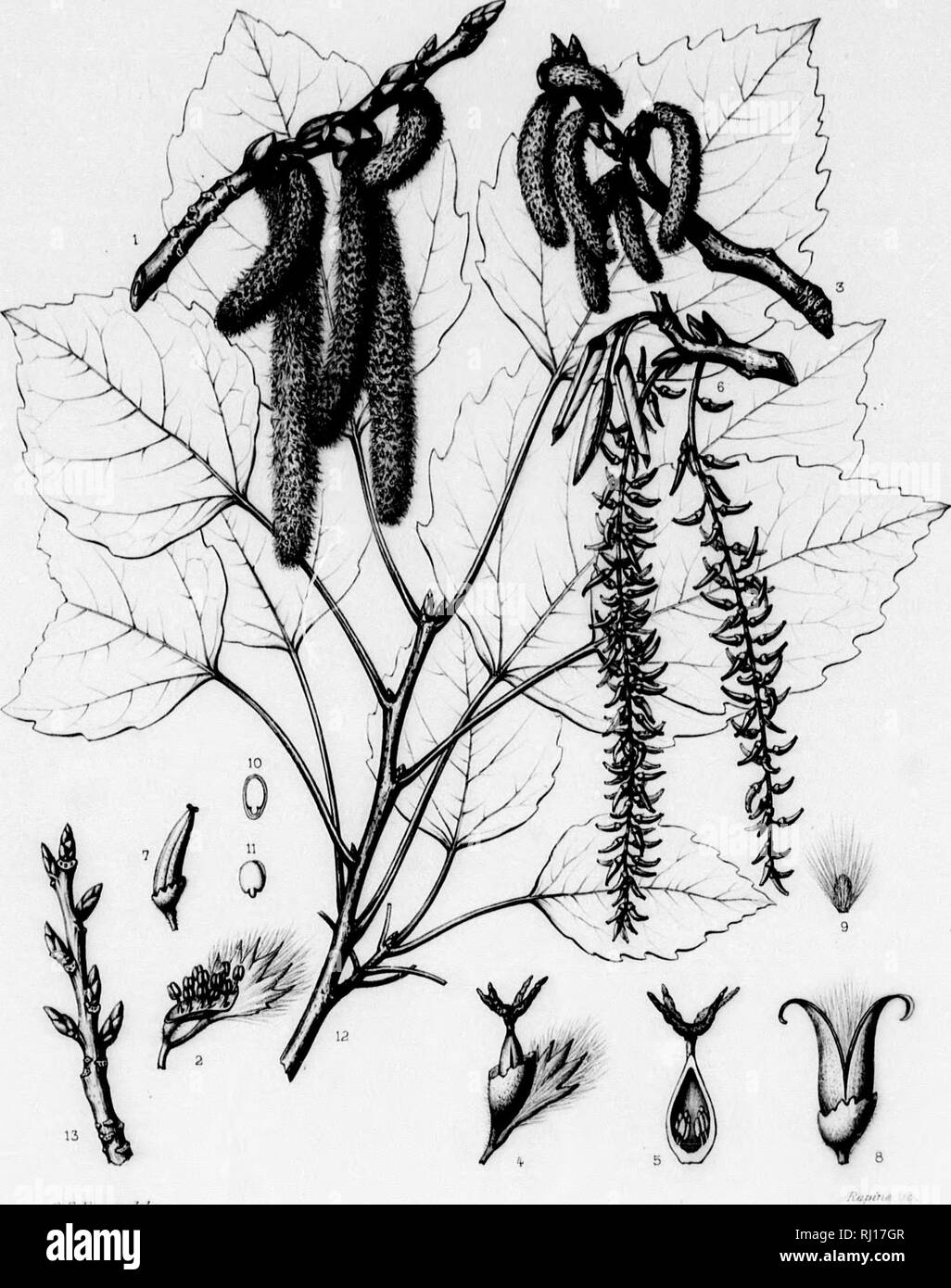 . Die Silva von Nordamerika [microform]: Eine Beschreibung der Baum, natürlich in Nordamerika exklusive von Mexiko wächst. Bäume; Bäume; Dicotyledons; Arbres; Arbres; Dicotylédones. • • Iidiir Ntoius ich.&gt; Es! tiM&lt; MX, Hi" (liiiks iiS&lt; ho itiul Li} (lit rwl Lis. 1'er oviiry stipmiiM (livirlwl * Lij.; htly ohlnjuo, iliiig, wenn Thn iMirved ubove Zoll (l) n{| r, atid V rntliiir sborl • ricli tnoiHt tliruu un^^' li Neue rh Bwo nördliche" lnuntdins zu ing; Es contaiitu Braun, mit dünnen j "^sjMififip Schwerkraft rn X &lt;&lt; w Kiiglanil" asionullv U^Ed in e, 70. {Populu." treiuijUnden), Silva von N Stockfoto