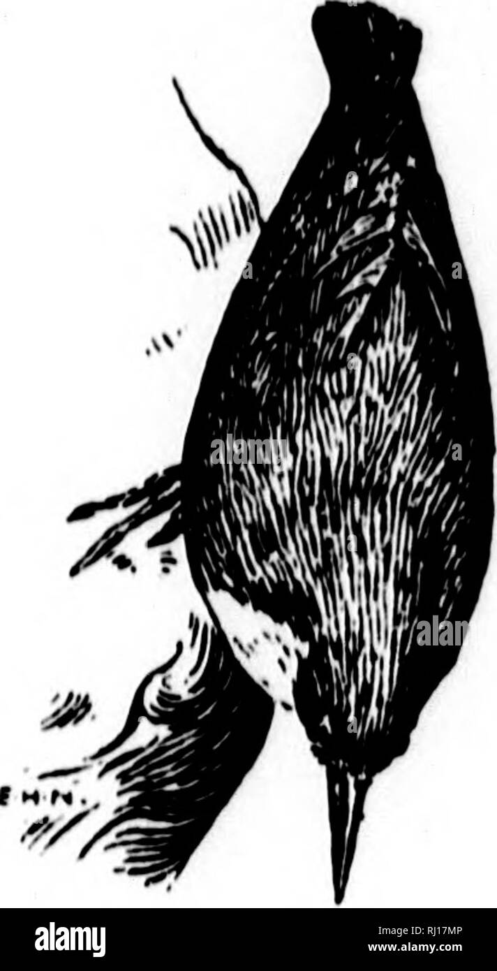 . Die natürliche Geschichte der Selborne [microform]. Natural History; Baron. I J^t Luke schreiben LVI. k'Auf die gleiche. | HEY, die auf natürliche Geschichte nicht zu häufig Schreiben Anzeige zu Instinkt, das wundervolle begrenzt Fakultät, die in einigen Fällen die Brute-force-Schöpfung wirft, über der Vernunft, und in anderen, so weit es geht. Philosophen haben Instinkt, der geheimen Einfluss durch die jeder Art natürlich gezwungen ist zu verfolgen, zu allen Zeiten, in der gleichen Art und Weise oder Spur, ohne Lehre oder Beispiel definiert; in der Erwägung, dass Grund und ohne Anweisung, würde oft variieren ein Stockfoto