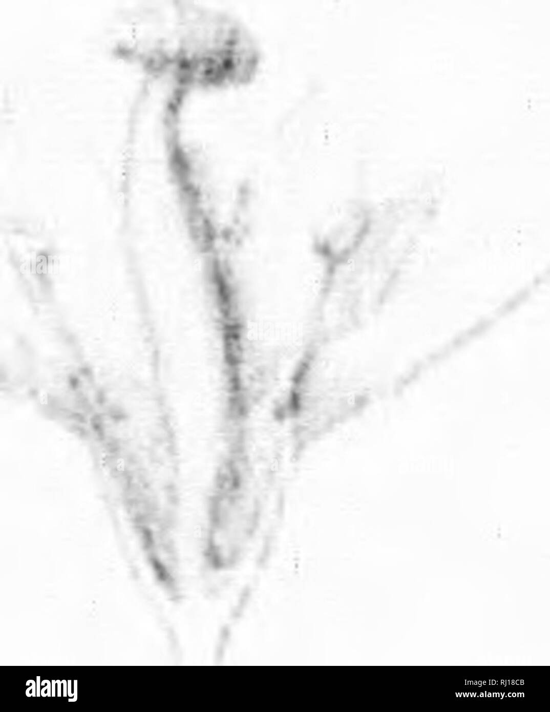 . Die Silva von Nordamerika [microform]: Eine Beschreibung der Bäume, die natürlich in Nordamerika exklusive von Mexiko wächst. Bäume; Bäume; Dicotyledons; Arbres; Arbres; DicotylÃ © dones. T*&gt; w* -&gt; ich -- k.. Bitte beachten Sie, dass diese Bilder sind von der gescannten Seite Bilder, die digital für die Lesbarkeit verbessert haben mögen - Färbung und Aussehen dieser Abbildungen können nicht perfekt dem Original ähneln. extrahiert. Sargent, Charles Sprague, 1841-1897; Faxon, Charles Edward, 1846-1918. Boston; New York: Houghton Mifflin, Stockfoto