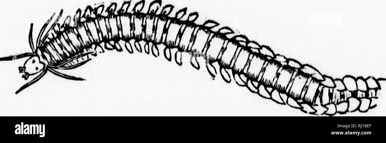 . Handbuch der Zoologie mit Beispielen aus kanadischen Arten, die jüngsten und fossilen [microform]. Zoologie; Wirbellose; Zoologie; Invertébrés. Abb. 18.- Calymknk. Abb. 19.- Calosoma. 3. Annulata. wie Würmer, Entozoa und rädertierchen. Sie haben den Körper gleichmäßig segmentiert oder Unsegmentierten, oft durch eine annulate Skelett unterstützt, aber ohne gelenkwelle Gliedmaßen. Das Nervensystem in die typischen Formen ist homogangliate, mit einem ÖSOPHAGEALE nervös Ring und einem doppelten Abdominal- Schnur und mit Ganglien, die der jeweiligen Segment. (Abb. 20.). Abb. 20.- Phvllodoce. 4. Mollusca. einschließlich Schulp Fische und ihre Alle Stockfoto