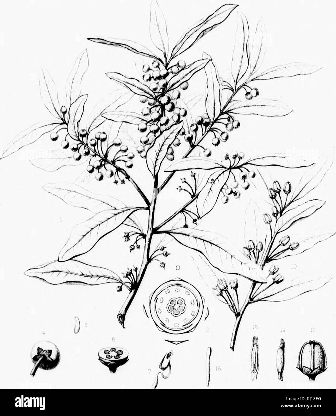 . Die Silva von Nordamerika [microform]: Eine Beschreibung der Bäume, die natürlich in Nordamerika exklusive von Mexiko wächst. Bäume; Bäume; Dicotyledons; Arbres; Arbres; DicotylÃ © dones. J tlio. Jahr: â ¢ (IHOr,. Der jilvi Morlli Anierr; ich'^' XXXIV. Ich * "eine 'FiLmrt;/t '/. Bitte beachten Sie, dass diese Bilder sind von der gescannten Seite Bilder, die digital für die Lesbarkeit verbessert haben mögen - Färbung und Aussehen dieser Abbildungen können nicht perfekt dem Original ähneln. extrahiert. Sargent, Charles Sprague, 1841-1897; Faxon, Charles Edward, 1846-1918. Boston; New York: Houghton, M Stockfoto