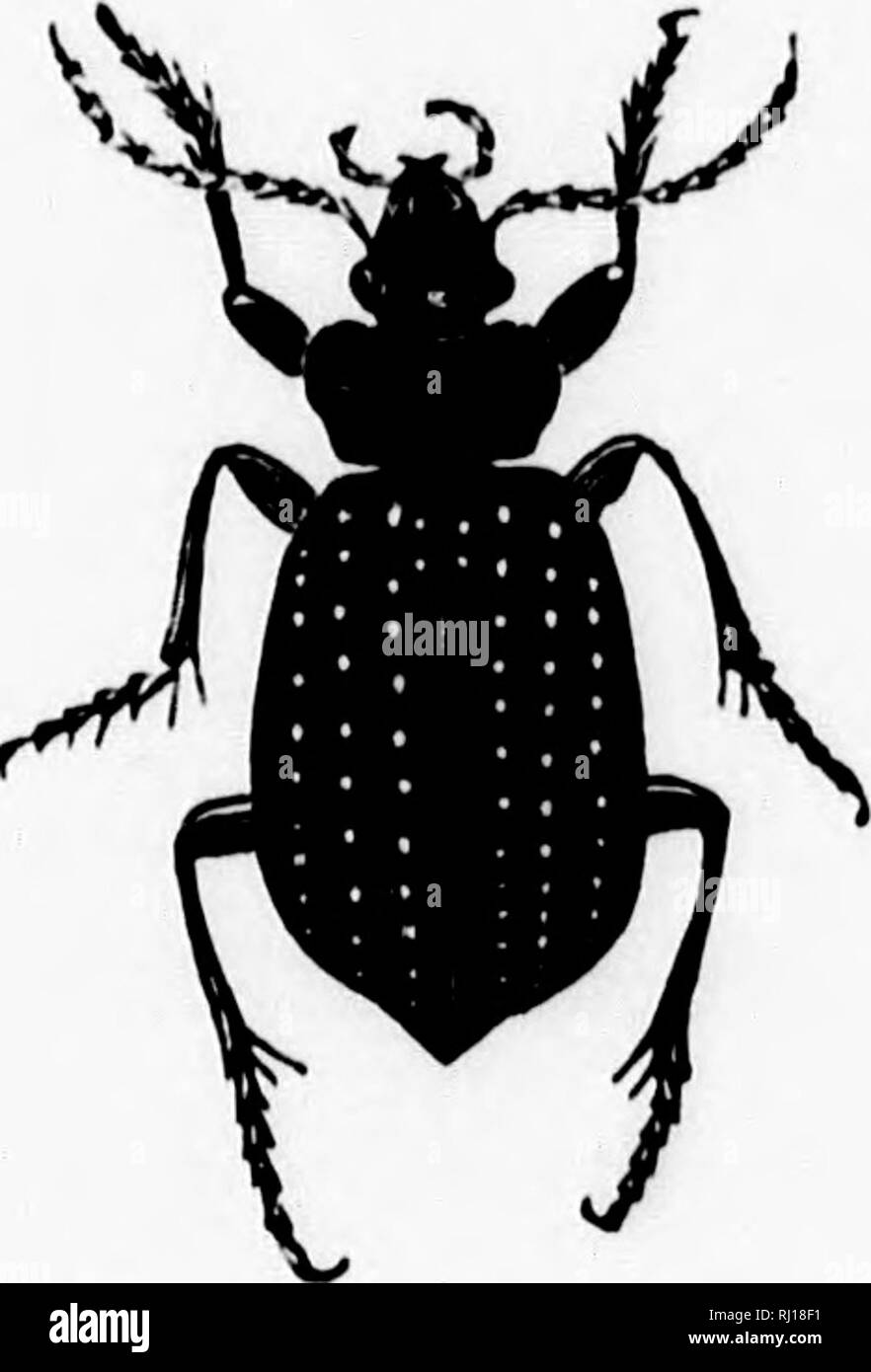 . Handbuch der Zoologie mit Beispielen aus kanadischen Arten, die jüngsten und fossilen [microform]. Zoologie; Wirbellose; Zoologie; Invertébrés. Abb. 18.- Calymknk. Abb. 19.- Calosoma. 3. Annulata. wie Würmer, Entozoa und rädertierchen. Sie haben den Körper gleichmäßig segmentiert oder Unsegmentierten, oft durch eine annulate Skelett unterstützt, aber ohne gelenkwelle Gliedmaßen. Das Nervensystem in die typischen Formen ist homogangliate, mit einem ÖSOPHAGEALE nervös Ring und einem doppelten Abdominal- Schnur und mit Ganglien, die der jeweiligen Segment. (Abb. 20.). Bitte beachten Sie, dass diese Bilder aus gescannten Seite Bilder extrahiert werden Stockfoto