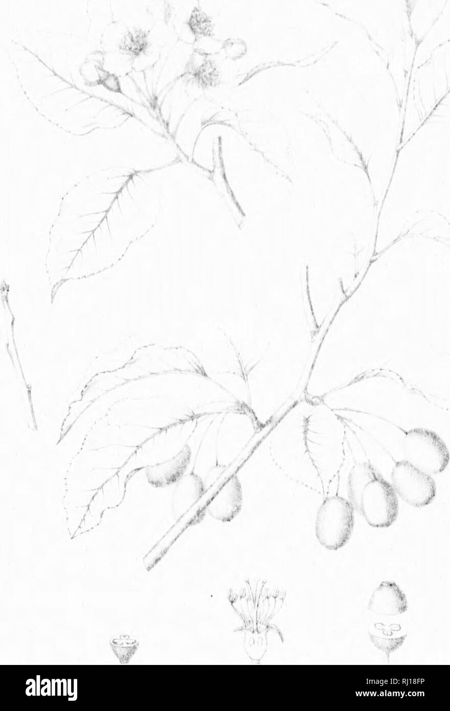 . Die Silva von Nordamerika [microform]: Eine Beschreibung der Bäume, die natürlich in Nordamerika exklusive von Mexiko wächst. Bäume; Bäume; Dicotyledons; Arbres; Arbres; DicotylÃ © dones. - Z^^^^^^^^ mwrn iym,.. y% Ich. I Bitte beachten Sie, dass diese Bilder sind von der gescannten Seite Bilder, die digital für die Lesbarkeit verbessert haben mögen - Färbung und Aussehen dieser Abbildungen können nicht perfekt dem Original ähneln. extrahiert. Sargent, Charles Sprague, 1841-1897; Faxon, Charles Edward, 1846-1918. Boston; New York: Houghton Mifflin, Stockfoto