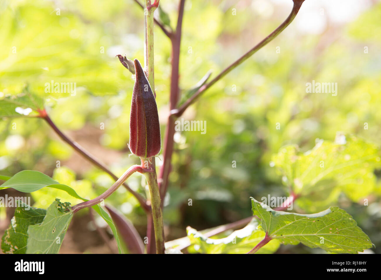 Samba Dorf, yako Provinz, Burkina Faso: Collette Guiguemde in ihres Mannes Markt garten arbeiten, Ernten okra. Stockfoto