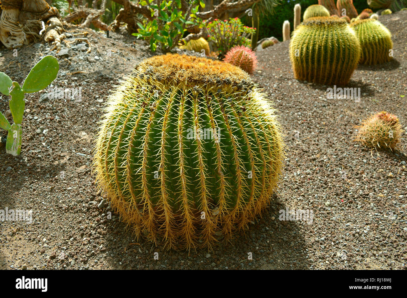 Riesige barrel Cactus lateinischer Name Echinocactus platyacanthus Stockfoto