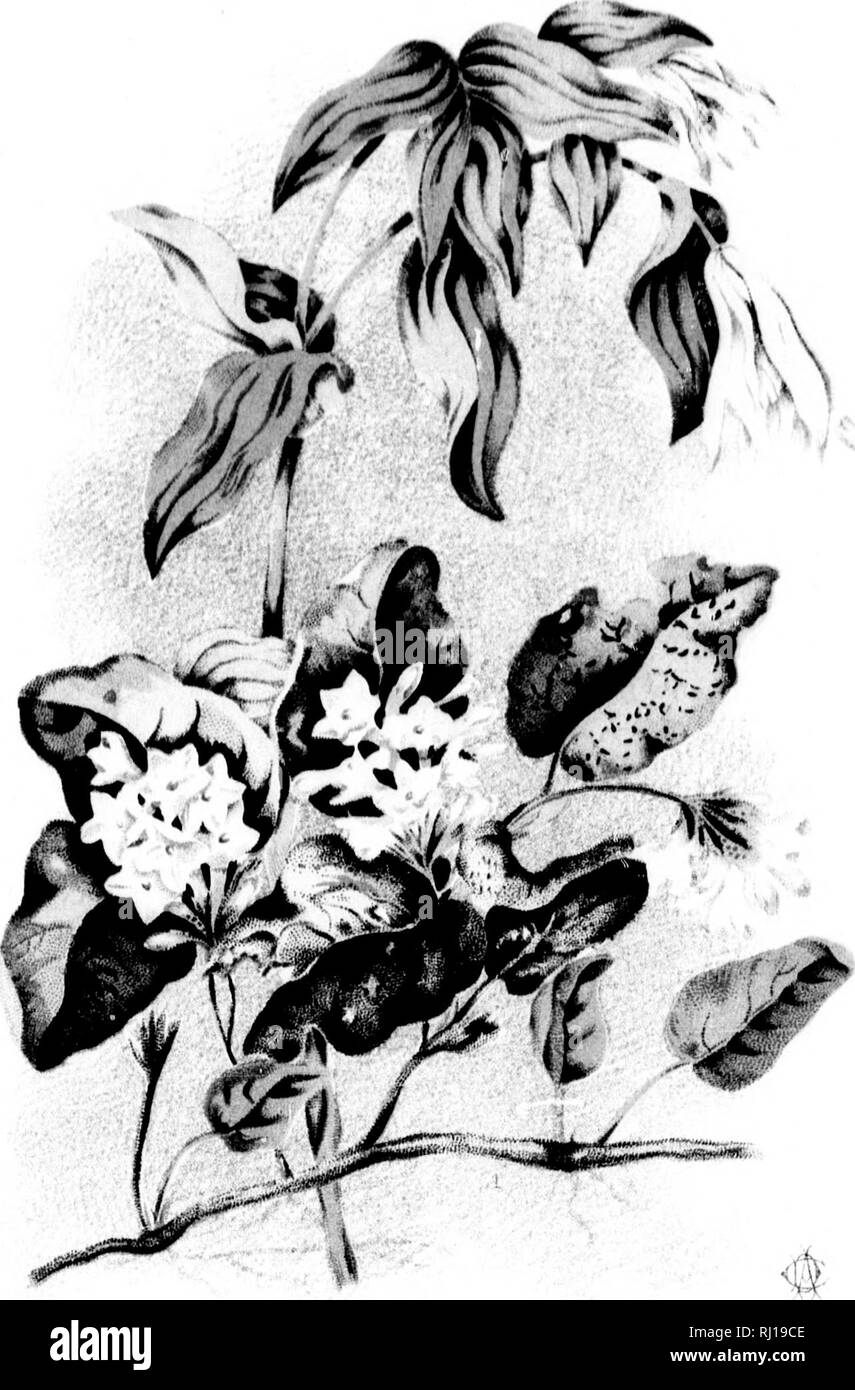. Studien des pflanzlichen Lebens in Kanada, oder, Gleanings von Wald, See und plain [microform]. Pflanzen; Botanik; Plantes; Botanique. t'l. ATE II. Bitte beachten Sie, dass diese Bilder sind von der gescannten Seite Bilder, die digital für die Lesbarkeit verbessert haben mögen - Färbung und Aussehen dieser Abbildungen können nicht perfekt dem Original ähneln. extrahiert. Traill, Catherine Parr Strickland, 1802-1899. Ottawa: A. S. Woodburn Stockfoto