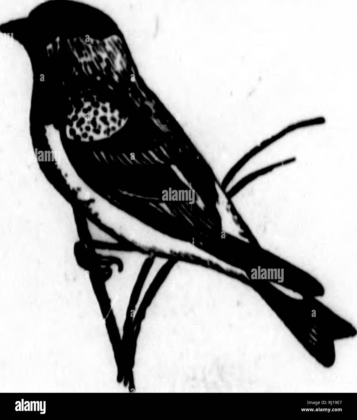 . Nester und Eier der nordamerikanische Vögel [microform]. Ornithologie; Vögel; Ornithologie; Oiseaux. aame aH. 831 - LaWMKMCK'H UOLUPINCIi NORril/^ MUHIVAS UUdfH. 363 631. LAWBBNCE" 8 Stieglitz. SpUtua lawrencti (Cm".) OeoR. Dlst.- riillfornia, im Winter southeastward nach Arizona. Lawrence's Qoldflnch li eine gemeinsame Vogel in Cali-fornia, wo es im Überfluss, Rassen, placinx Ni&gt; 8 t in der Regel in der Nähe der Extremität Extremität eines Marcena o; (|{, wo es Schleier verborgen und schwer zu finden. Ich hey Nest in AP-il, Mai und Juni. Professor Immer flrst tiiann sagt, dass er den vollen Satz der Eier in Ven-tura County gefunden, Stockfoto