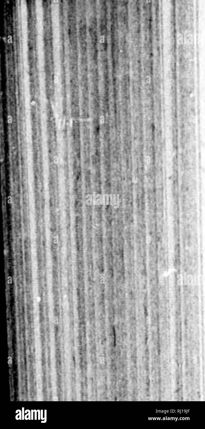 . Die am häufigsten vorkommenden Wildpflanzen von Kanada [microform]: eine Flora für die Anfänger. Botanik; Pflanzen; Botanique; Plantes. 230 GEMEINSAMEN KANADISCHEN wilden Pflanzen. Längliche, fast an der Spitze abschneiden; ein Zahn auf jeder Seite, und eine nasale Höcker auf dem Gesicht. Sporn slen-der, Verein - geprägt. Blätter Eiförmig-länglich oder länglich-Lanzettlichen, der oberen allmählich schmaler und in direkt online. - Nasse Stellen. 3. H. Vir' Idis, R. Br., var. braeteata, Reichenbach. {H. hracteata, B. Br., in Macoun's Katalog.) Spike viele - Jlowered, Klonen. ¥ owers smaW, grünlich. Lippe länglich-linearen, 2-3-Lappig an Stockfoto