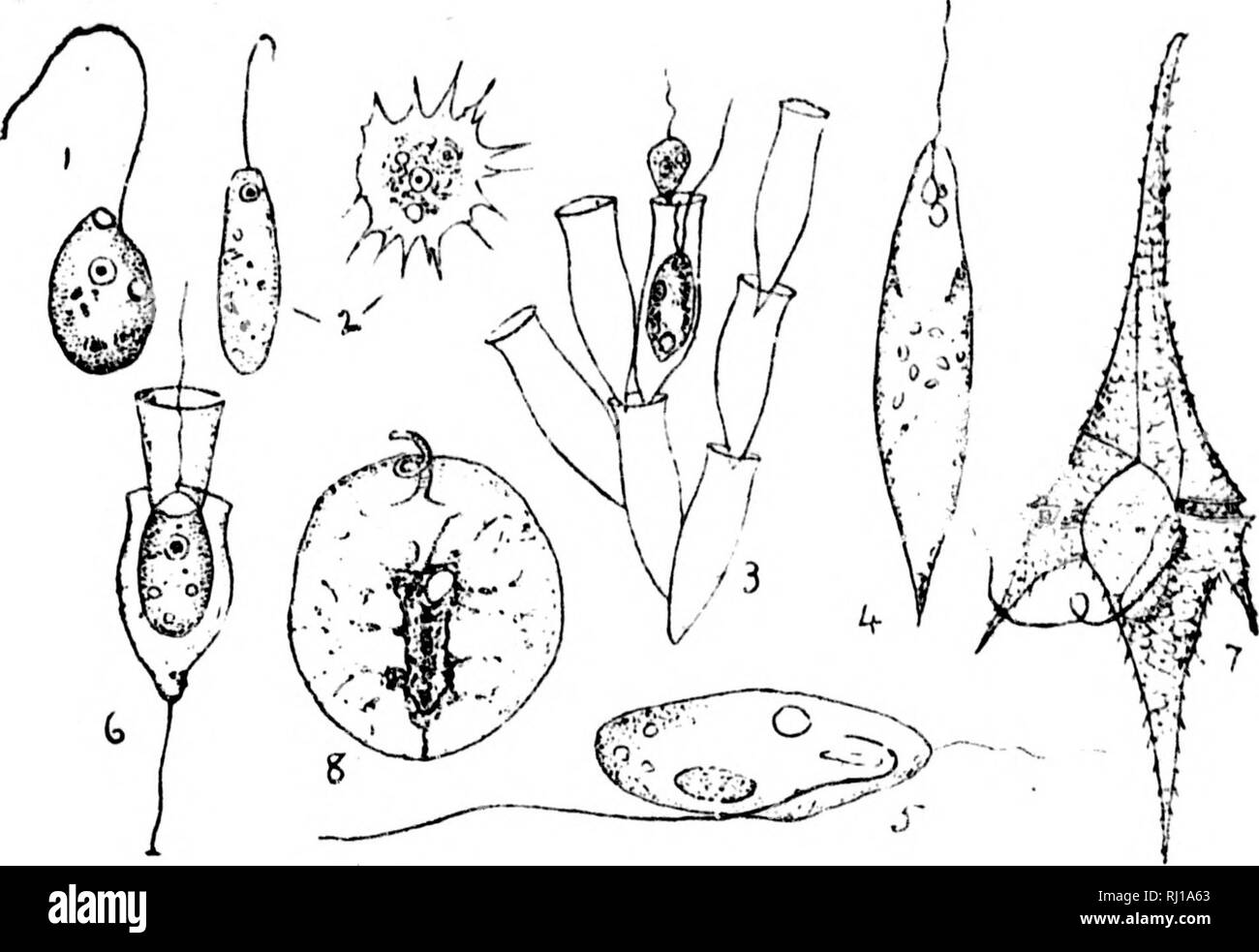 . Eine Einführung in die Zoologie [microform]: Für die Nutzung der Hohen Schulen. Zoologie; Zoologie. High School Zoologie. 257!.. Schwein. 192.- Arten von Fla}, 'ellate Infusoria. 1, Monastenno; 2 Cil &Lt;ophry 8 in ite zwei staj^ es; 3, Dijiobryon, einer der. Tanks enthält ein Tier, das ha{zu einer neuen individuellen; 4, Eujjlena; 5, 6, SalpinjjcL Anisonema; Ca'Vith zarte "Kragen" standinjf bis rund um die Ha^ elhuu; 7, Ceratiuni; 8, Noctiluca. 4 F J HT K •! Partikel wliipped in Ib. Eine einfachere Methode zur Gewinnung von Nahrung auftritt in Ciliophrys, v^^ hich throws Out [) seudopodia für diesen Zweck, und übergibt Stockfoto