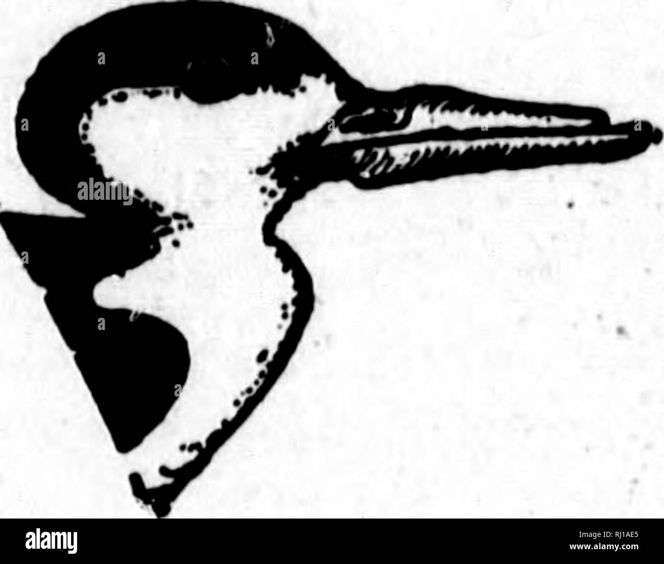 . Nester und Eier der nordamerikanische Vögel [microform]. Ornithologie; Vögel; Ornithologie; Oiseaux. NORTH AMERICAN Bi RD 8. 45. 8 He. Schwarzes Abstreicheisen. Die nnder Unterkiefer von denen ist viel mehr Thai, die obere, ard wie ein Messer, komprimiert, das Ende wird stumpf. Der Vogel scheint so zu ernähren, wie es tief über das Wasser gleitet, die unter Unterkiefer Beweidung der Fläche. Wie die Seeschwalben, die Skimmer Rasse in Gemeinschaften. An der Küste von Virginia Herr T. W, Richards finden Sie züchten - ing in riesigen Kolonien in den Monat Juni. Die Eier waren in den Hohlraum der Sandbänke abgelagert und, wenn die Vögel nicht belästigen. Stockfoto