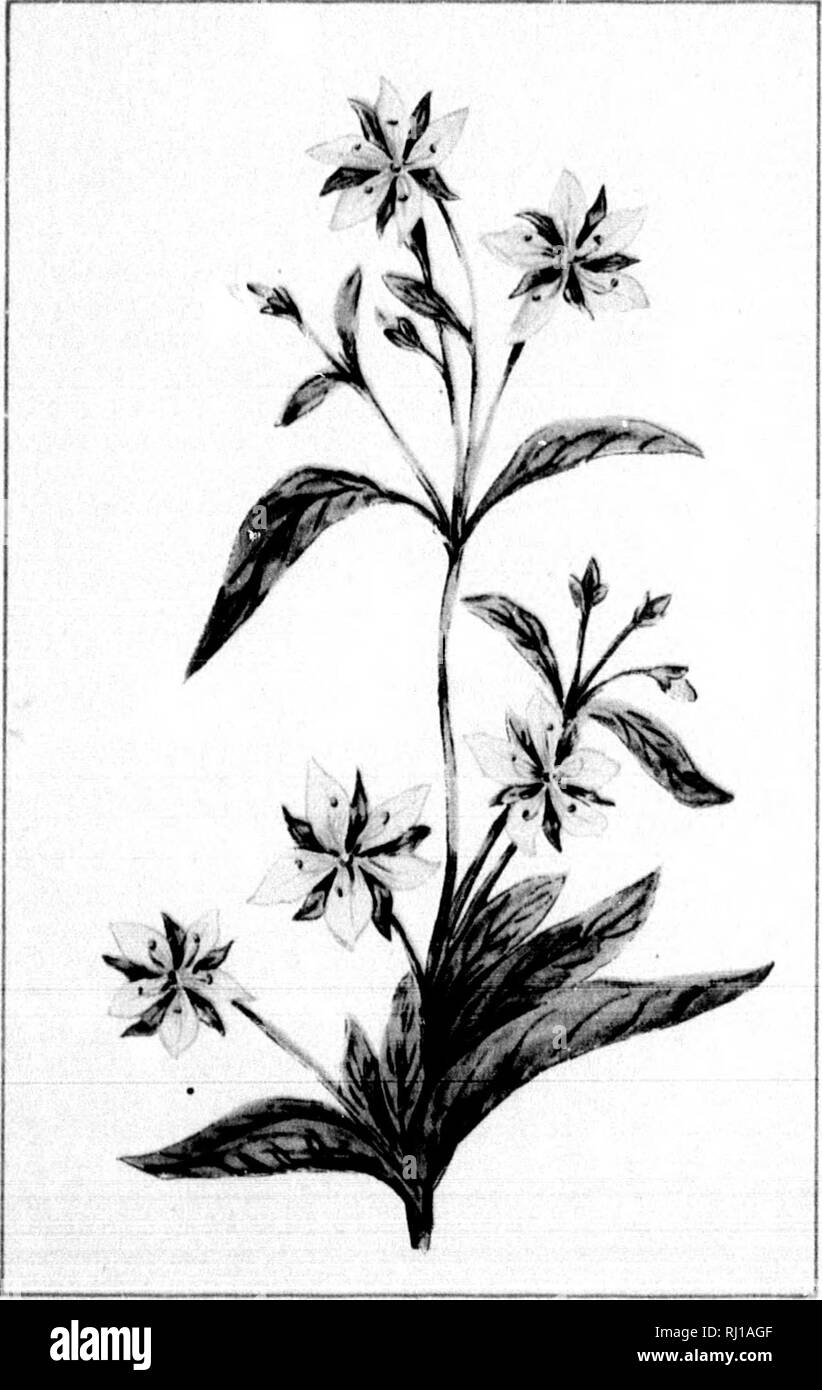 . Wilde Blumen von Kanada [microform]. Wilde Blumen; Blüten; Botanik; Fleurs sauvages; Fleurs
